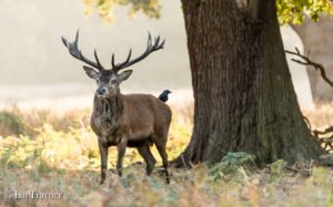 red deer stag in Richmond Park