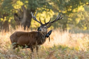 red deer stag in Richmond Park