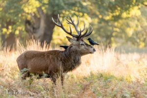 red deer stag in Richmond Park