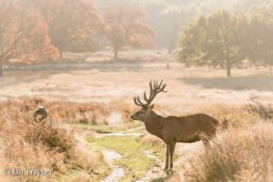 red deer in Richmond Park