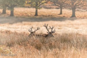 red deer in Richmond Park