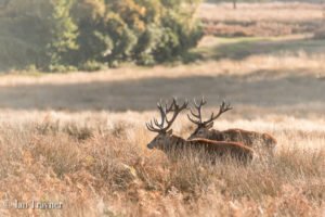 red deer in Richmond Park