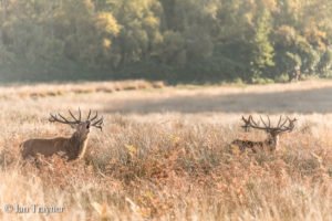 red deer in Richmond Park