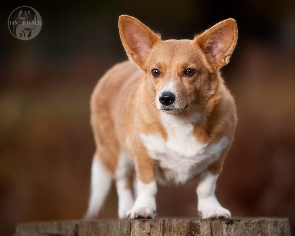 Cute photo of a dog standing on a tree stump. Pet photography.